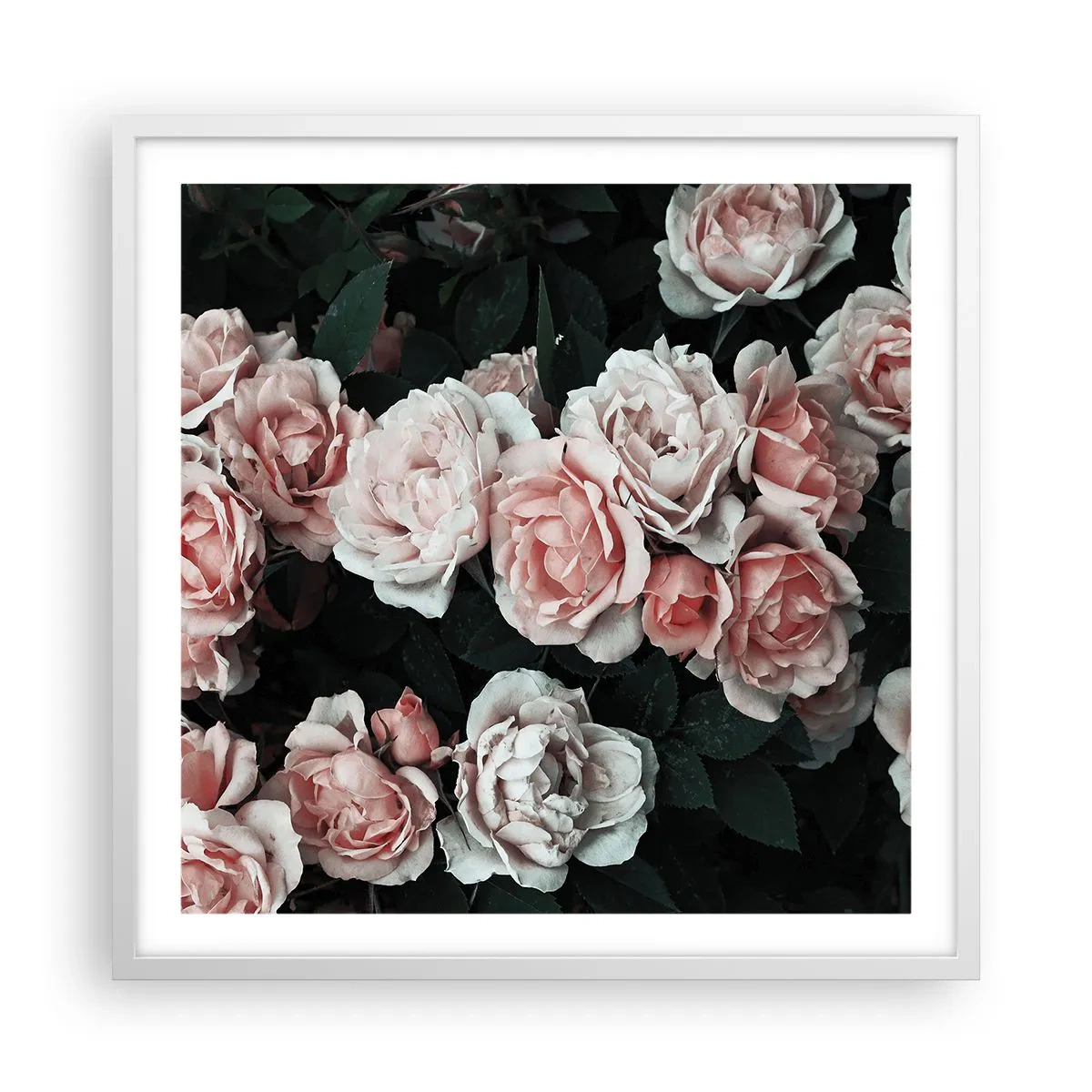 Poster în ramă albă - Ansamble de trandafiri - 60x60 cm