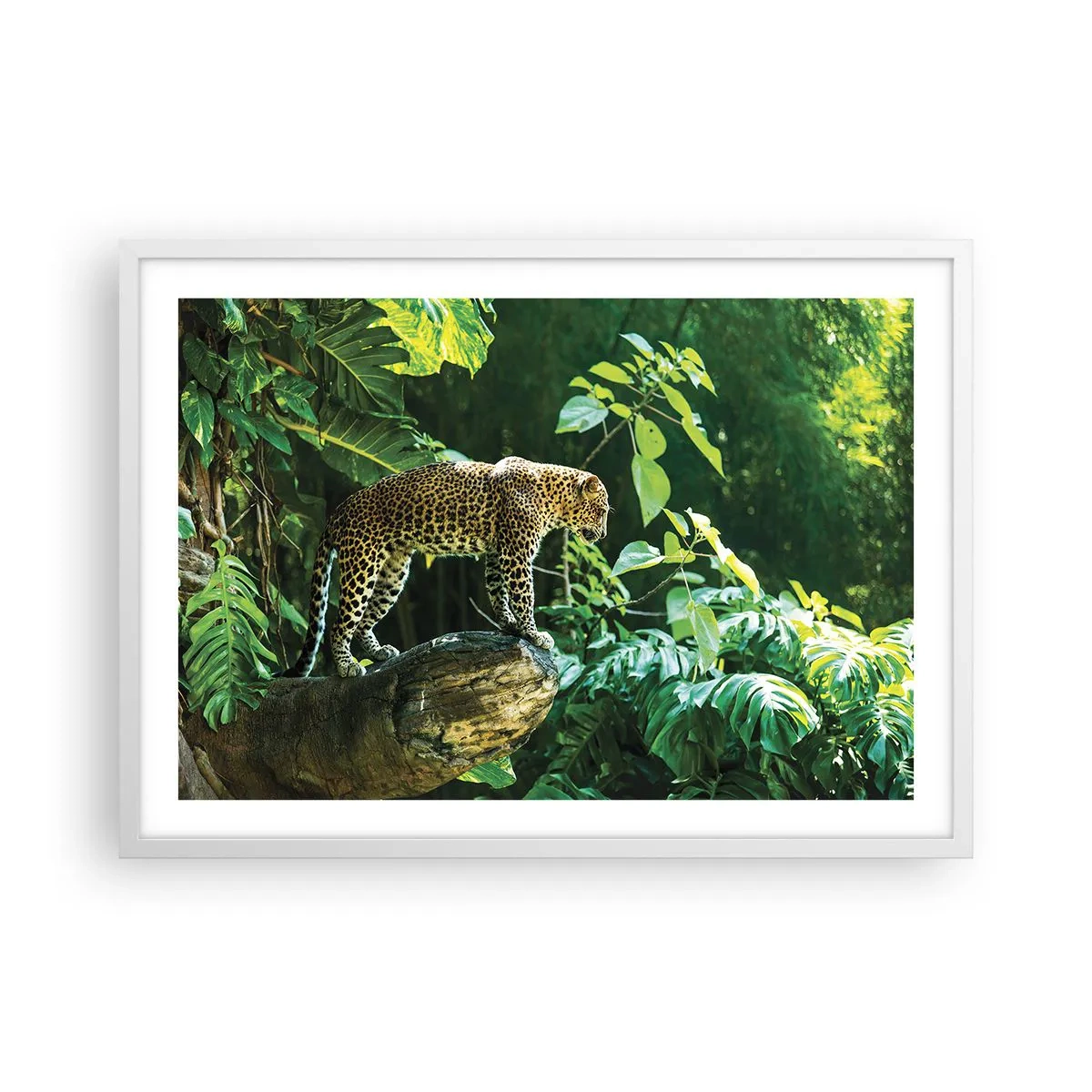 Poster în ramă albă - La vânătoare? - 70x50 cm
