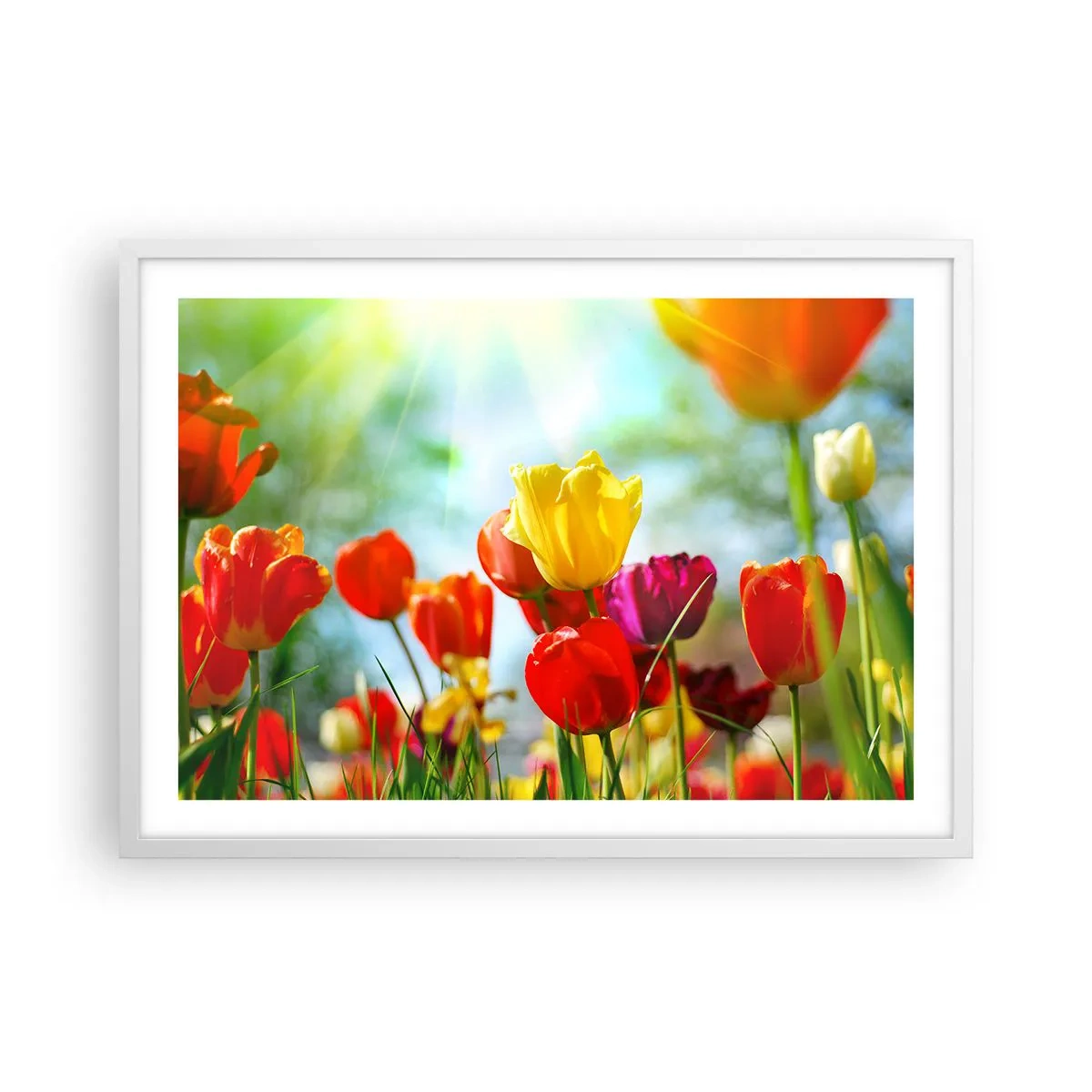 Poster în ramă albă - Toate culorile soarelui - 70x50 cm