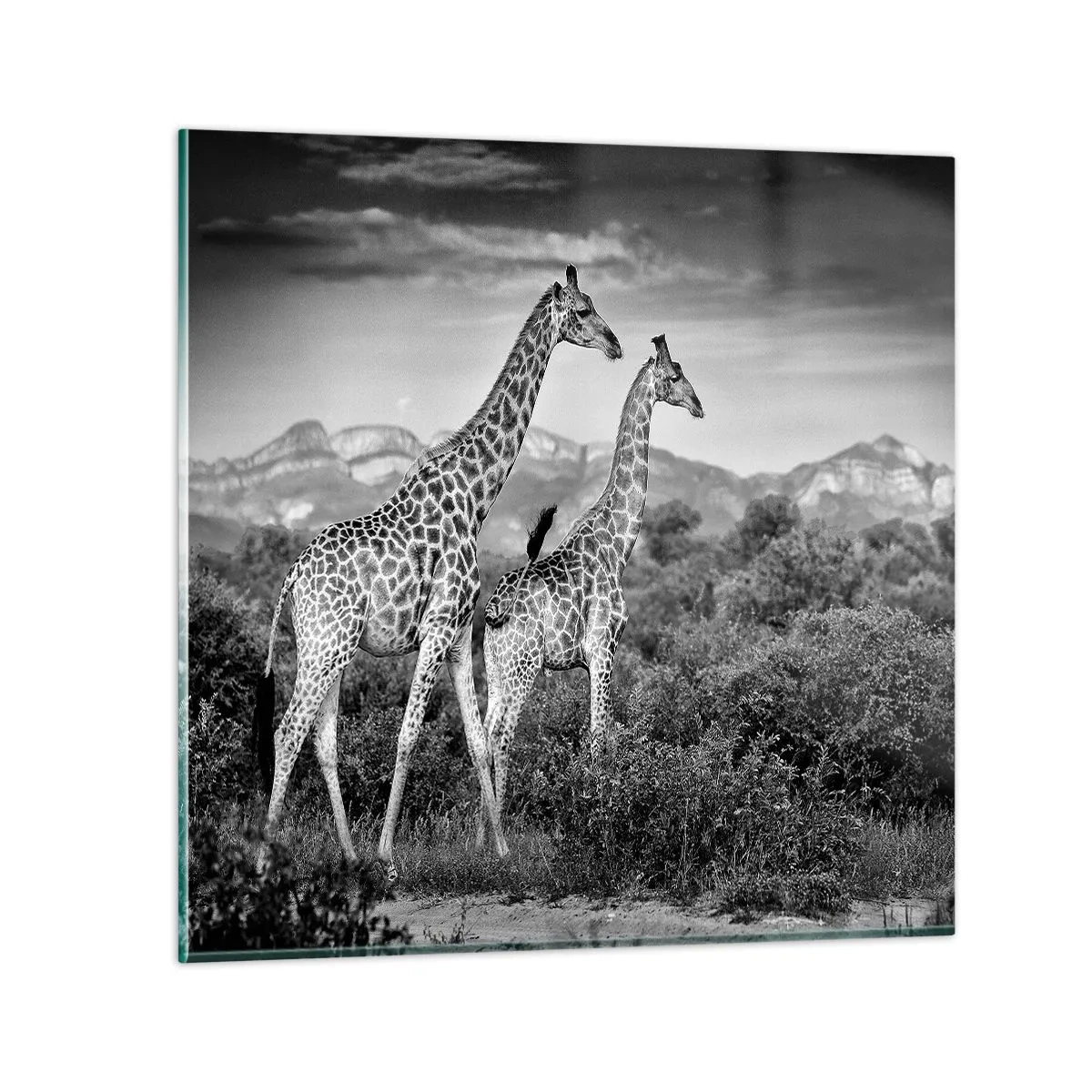 Tablou pe sticlă - Clasele superioare din Africa - 50x50 cm