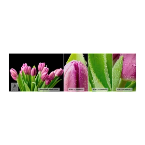 Mostră tapet Premium Canvas - Bucurie de liliac de primăvară - Flori, Lalele, Buchet de flori - 100x30 cm