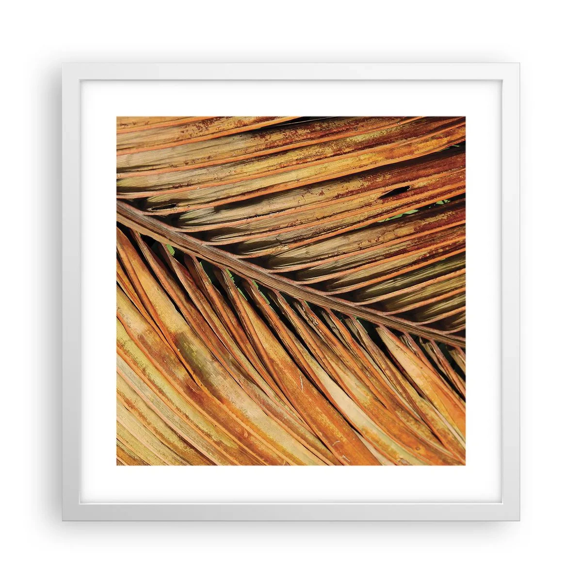 Poster în ramă albă - Aur de nucă de cocos - 40x40 cm