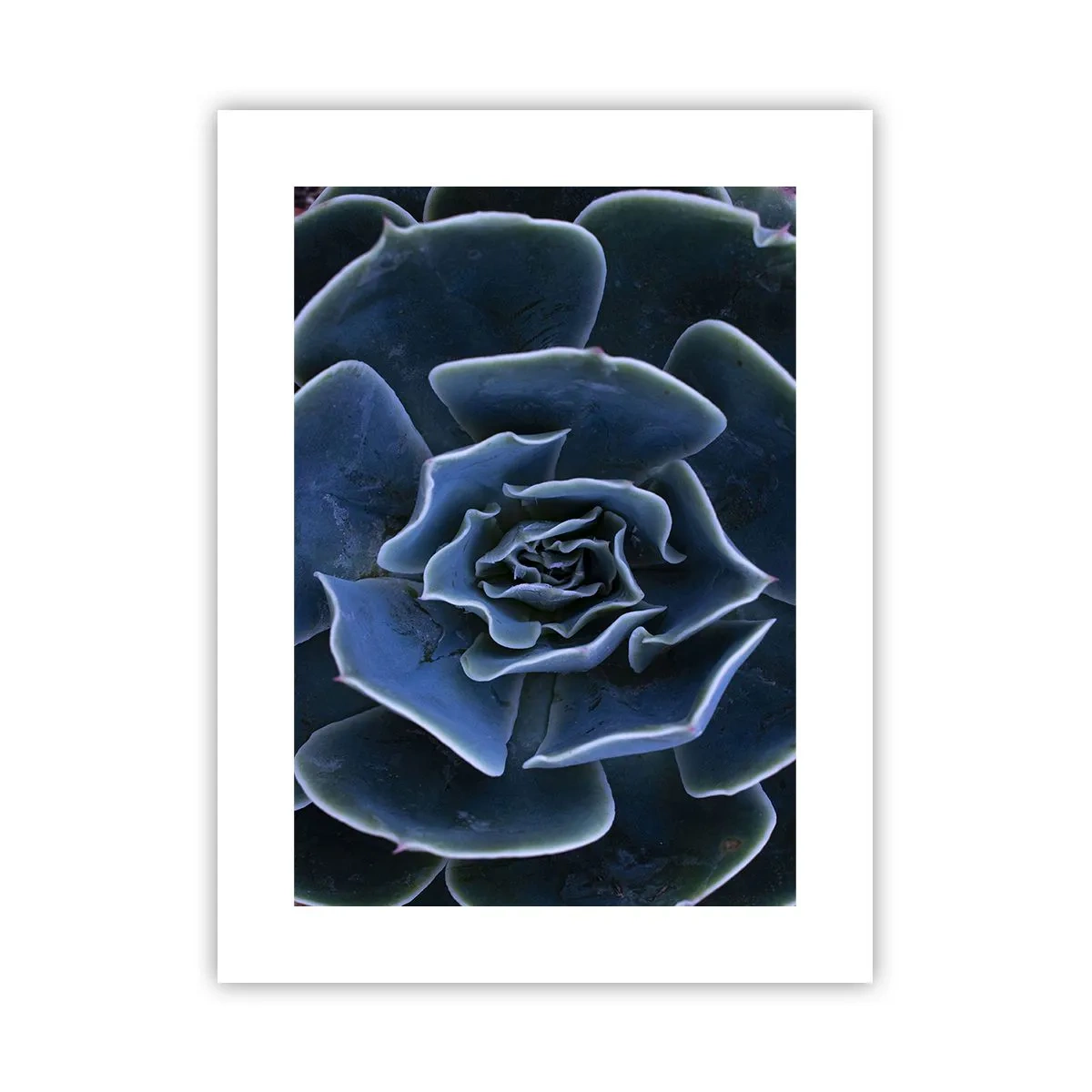 Poster - Floare de deșert - 30x40 cm