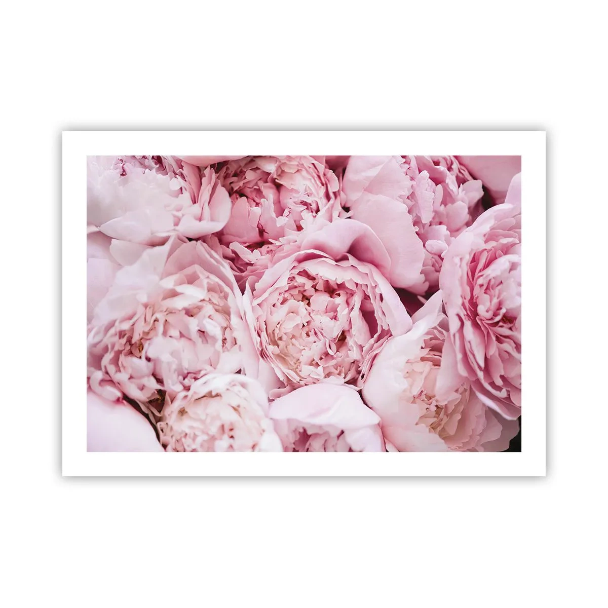 Poster - Îmbrățișate și parfumate - 70x50 cm