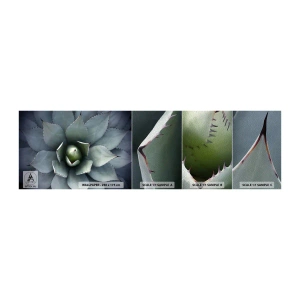 Mostră tapet Premium Sand - Momește și avertizează - Floare de agave, Agavă, Exotism - 100x30 cm