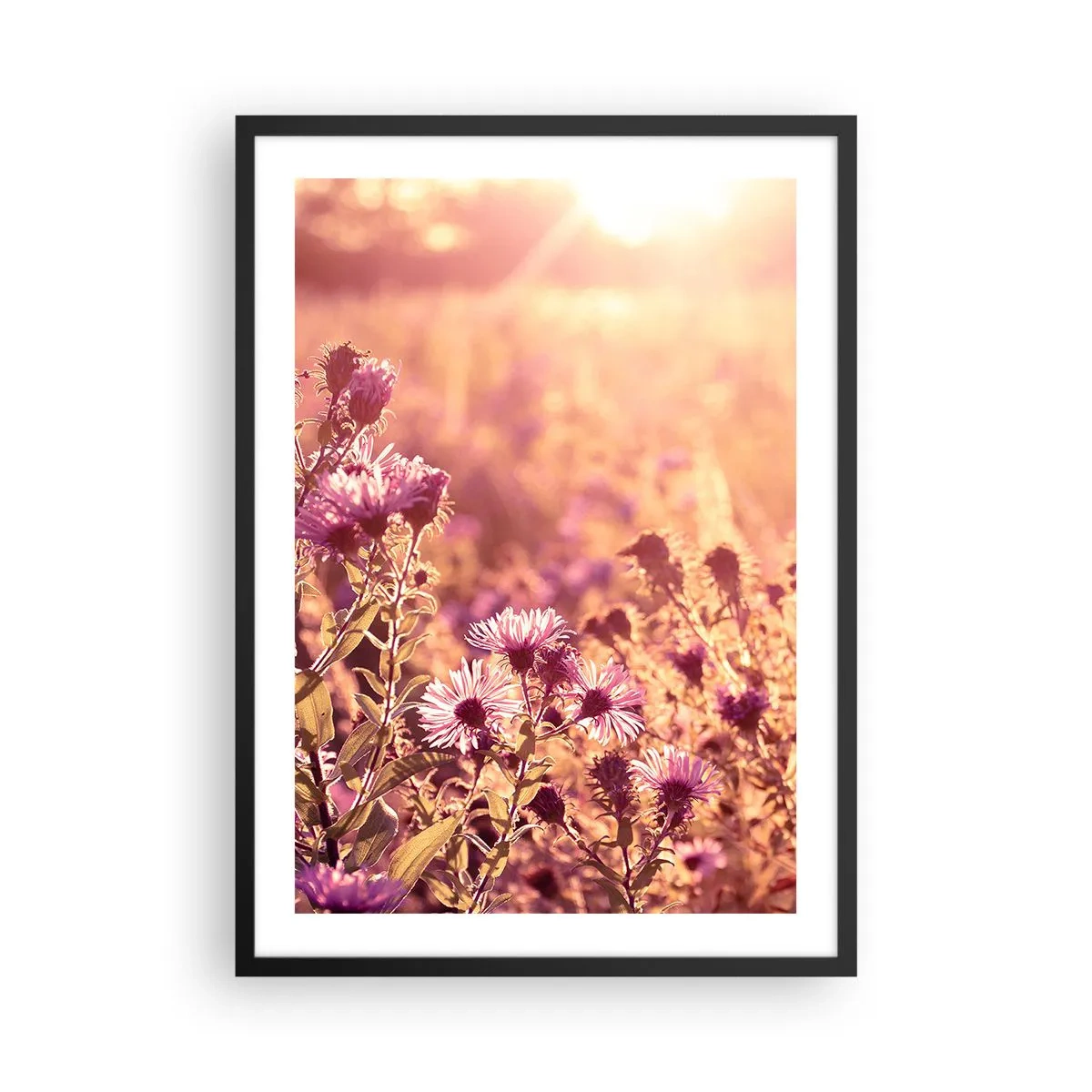 Poster în ramă neagră - Un câmp de flori mov în lumina soarelui care apune - 50x70cm - Înainte ca vara să plece - Decorațiune modernă pentru perete pentru living și dormitor ARTTOR