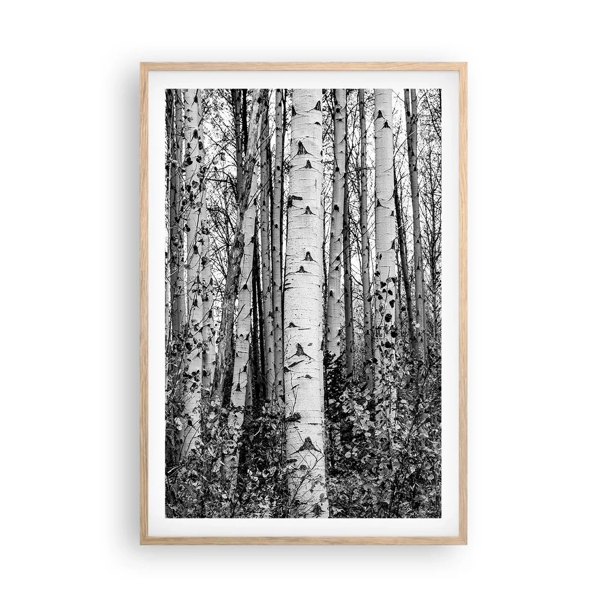 Poster în ramă de stejar deschis - Coloane de mesteacăn - 61x91 cm