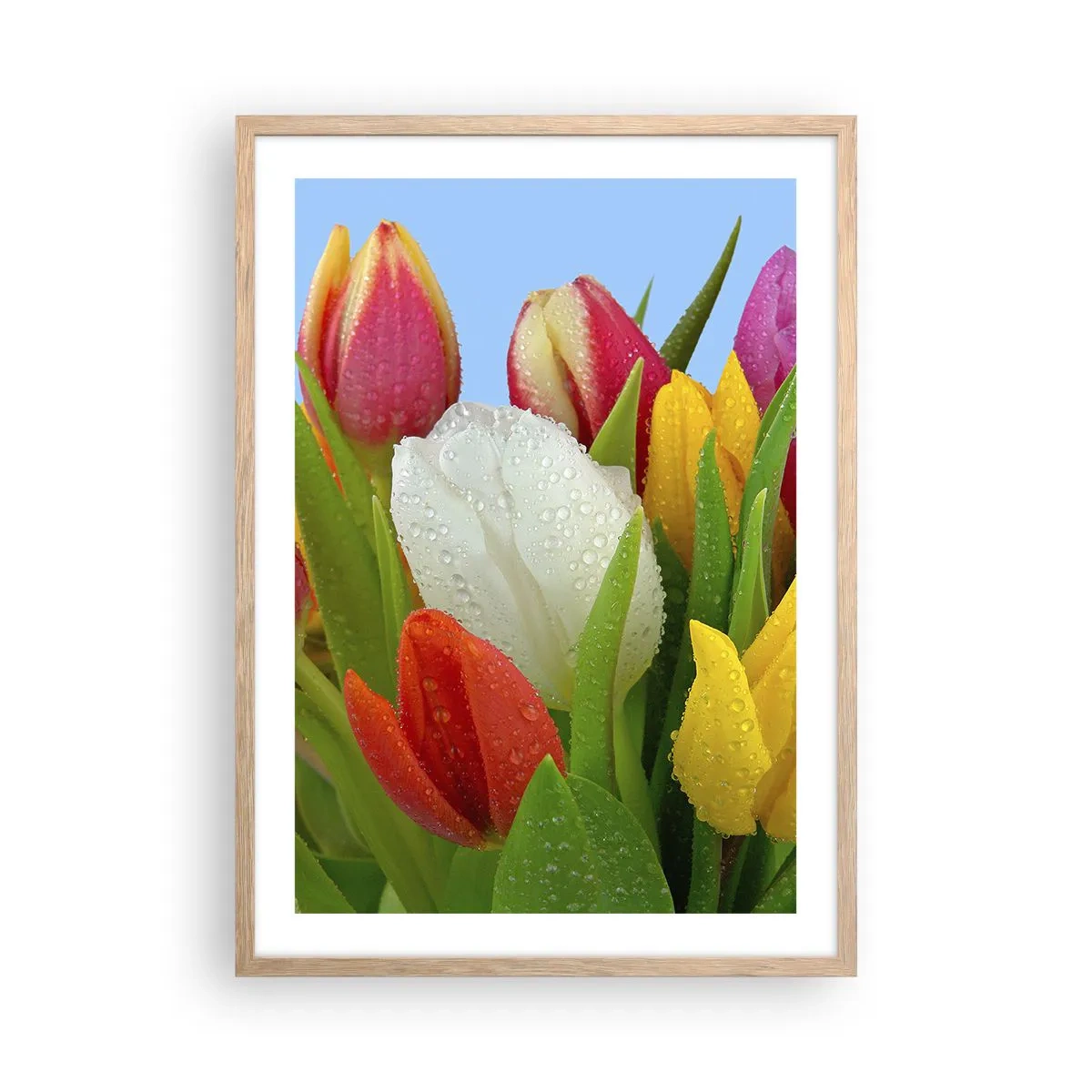 Poster în ramă de stejar deschis - Un curcubeu floral în picături de rouă - 50x70 cm