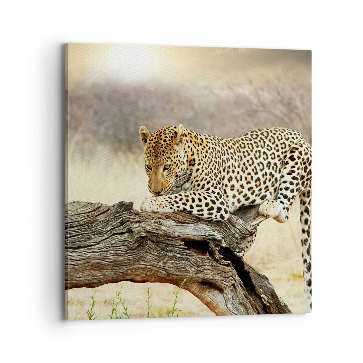 Tablou pe pânză - Mă duc pe drumul meu - 70x70 cm