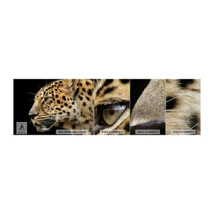 Mostră tapet Premium Sand - Calm, concentrat, pregătit - Animale, leopard, Africa - 100x30 cm