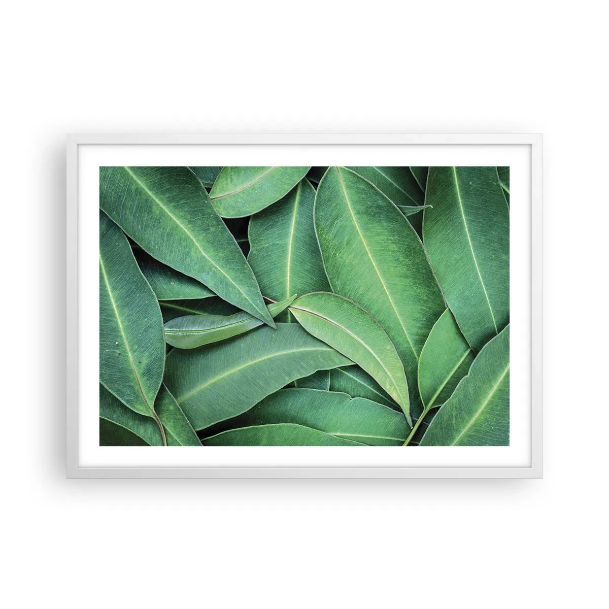 Poster în ramă albă - Suculente și proaspete - 70x50 cm