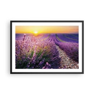 Poster în ramă neagră - Câmpul parfumat - 70x50 cm