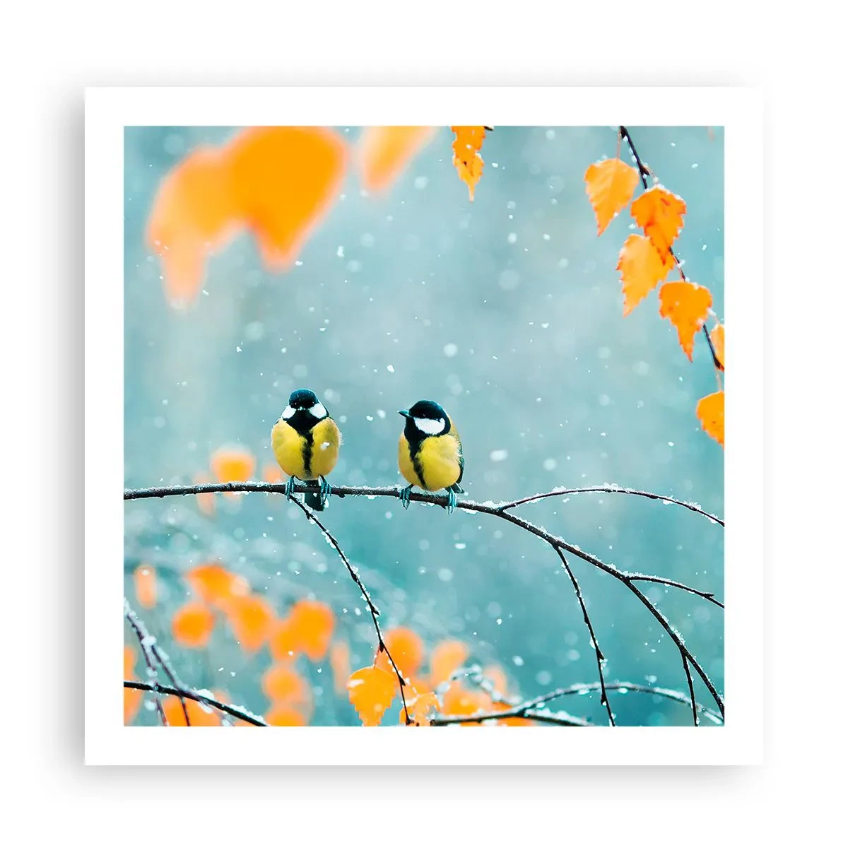 Poster - Bârfele păsărilor - 60x60 cm