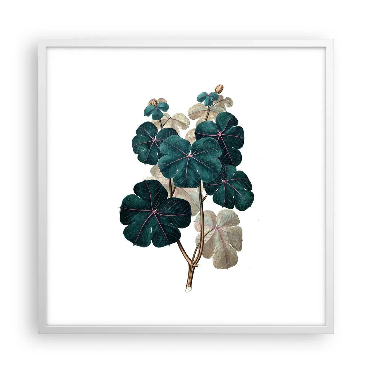 Poster în ramă albă - Dintr-un vechi ierbar - 60x60 cm