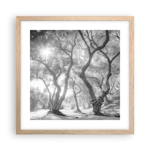 Poster în ramă de stejar deschis - Într-o livadă de măslini - 40x40 cm