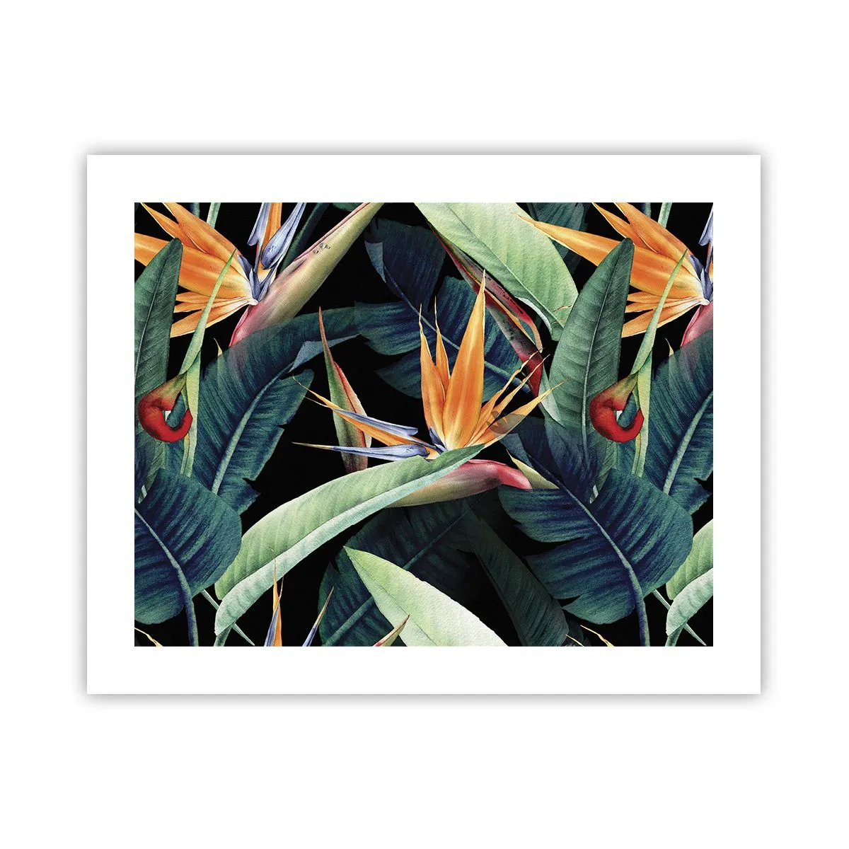 Poster - Florile de flacără ale tropicelor - 50x40 cm