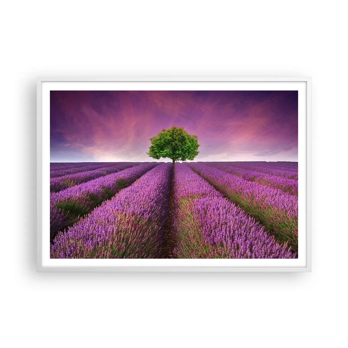 Poster în ramă albă - În câmpurile de lavandă - 100x70 cm