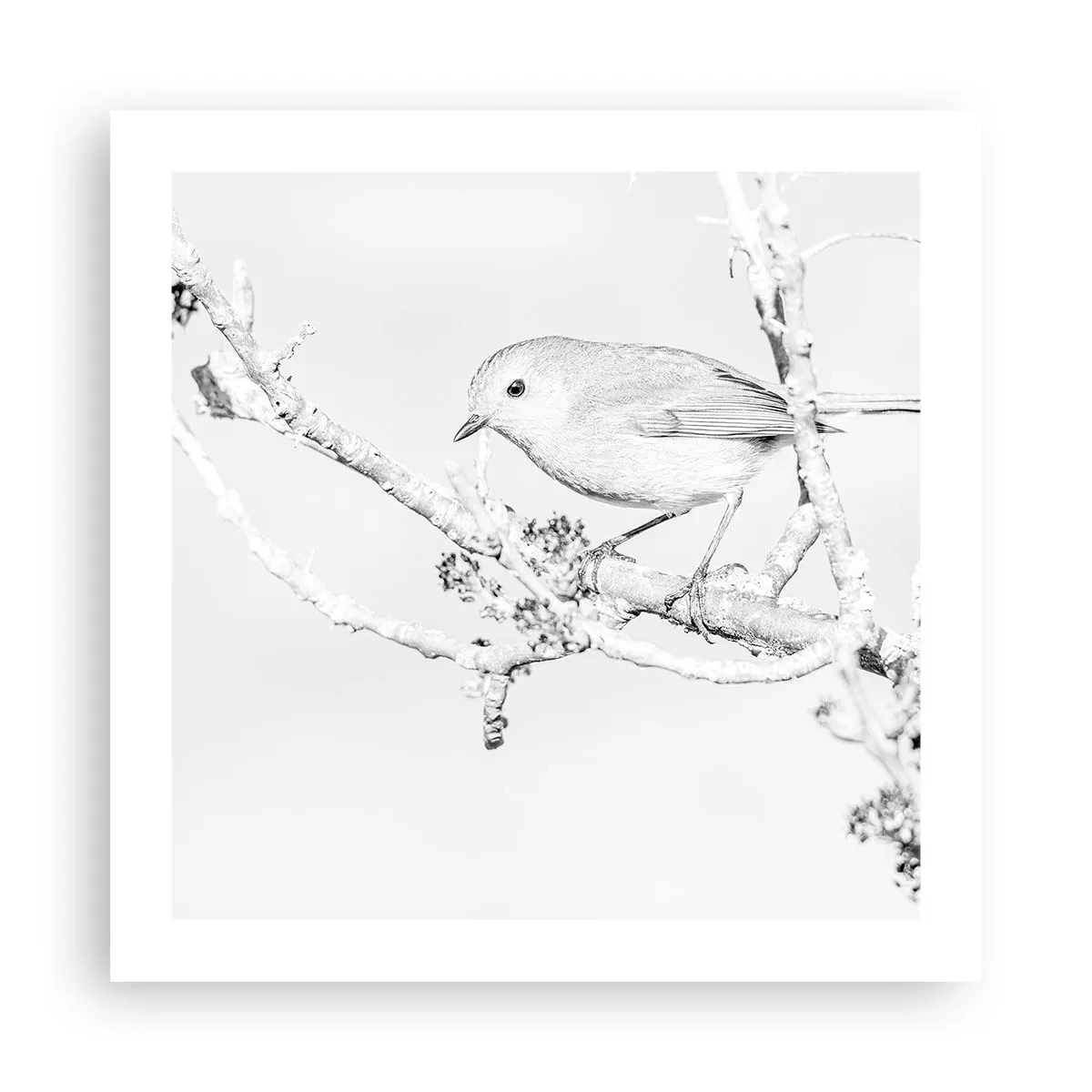 Poster - Dimineață de iarnă - 50x50 cm