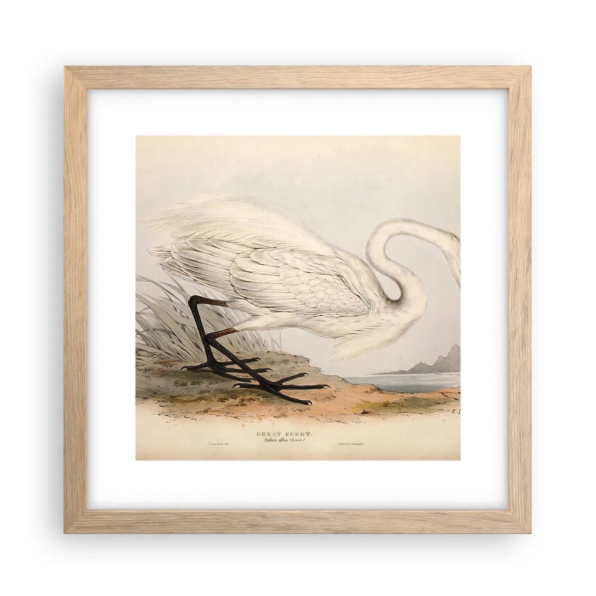 Poster în ramă de stejar deschis - Doamna în stufărișuri - 30x30 cm