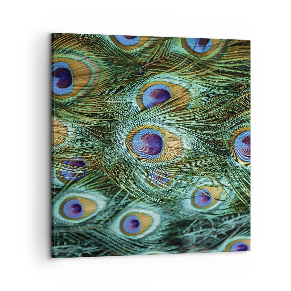 Tablou pe pânză - O privire cu ochi de păun - 50x50 cm