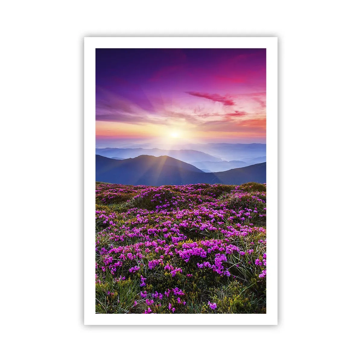 Poster - Ierburile proaspete miroseau puternic - 61x91 cm