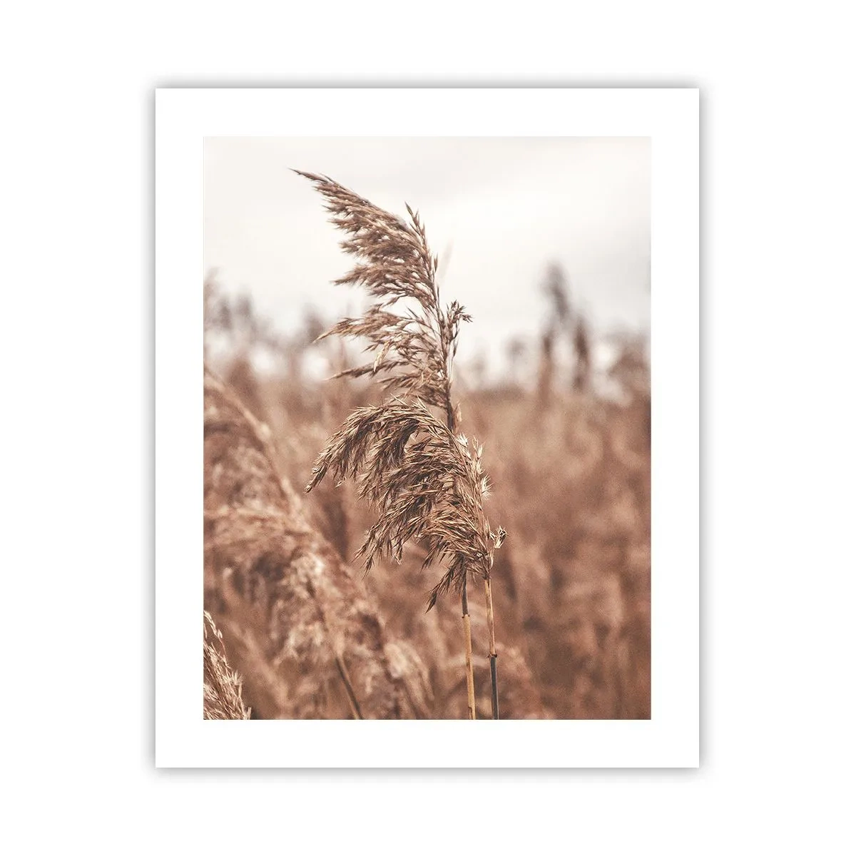 Poster - Toamna pe câmpuri - 40x50 cm