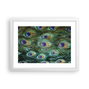 Poster în ramă albă - O privire cu ochi de păun - 40x30 cm