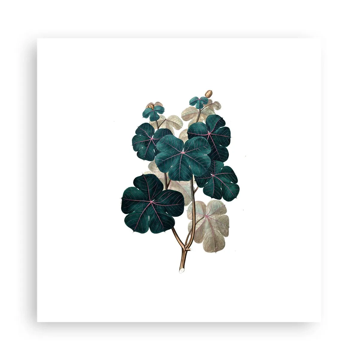 Poster - Dintr-un vechi ierbar - 30x30 cm