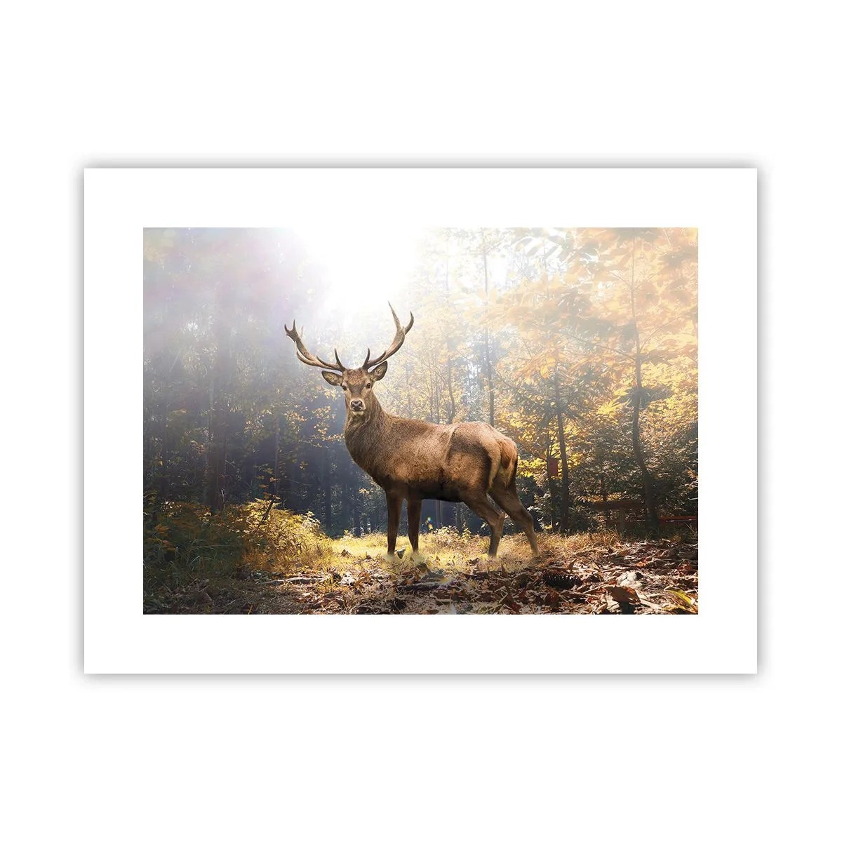 Poster - Măreție calmă - 40x30 cm