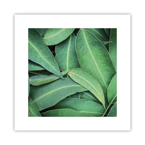 Poster - Suculente și proaspete - 30x30 cm