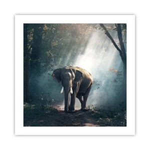 Poster - O plimbare liniștită - 50x50 cm