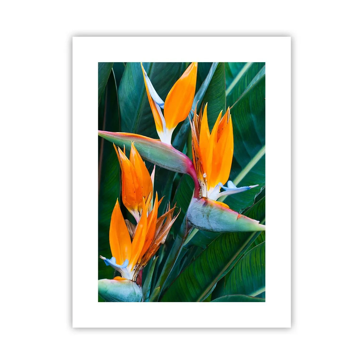 Poster - Este o floare sau o pasăre? - 30x40 cm