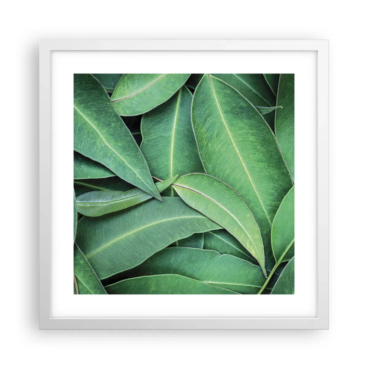 Poster în ramă albă - Suculente și proaspete - 40x40 cm