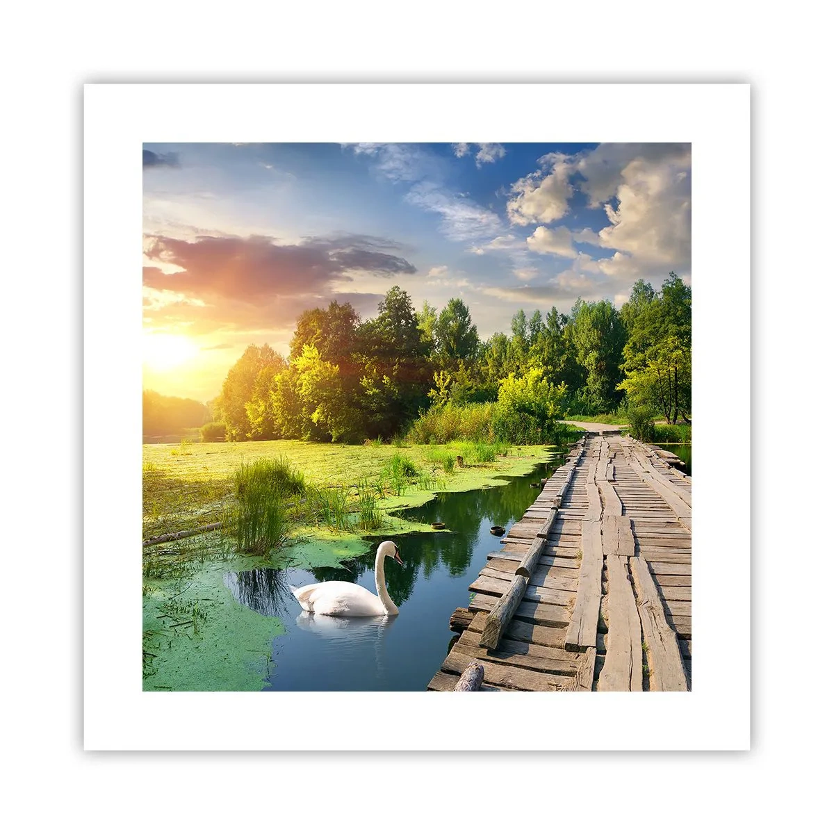 Poster - Vară, vară peste tot - 40x40 cm