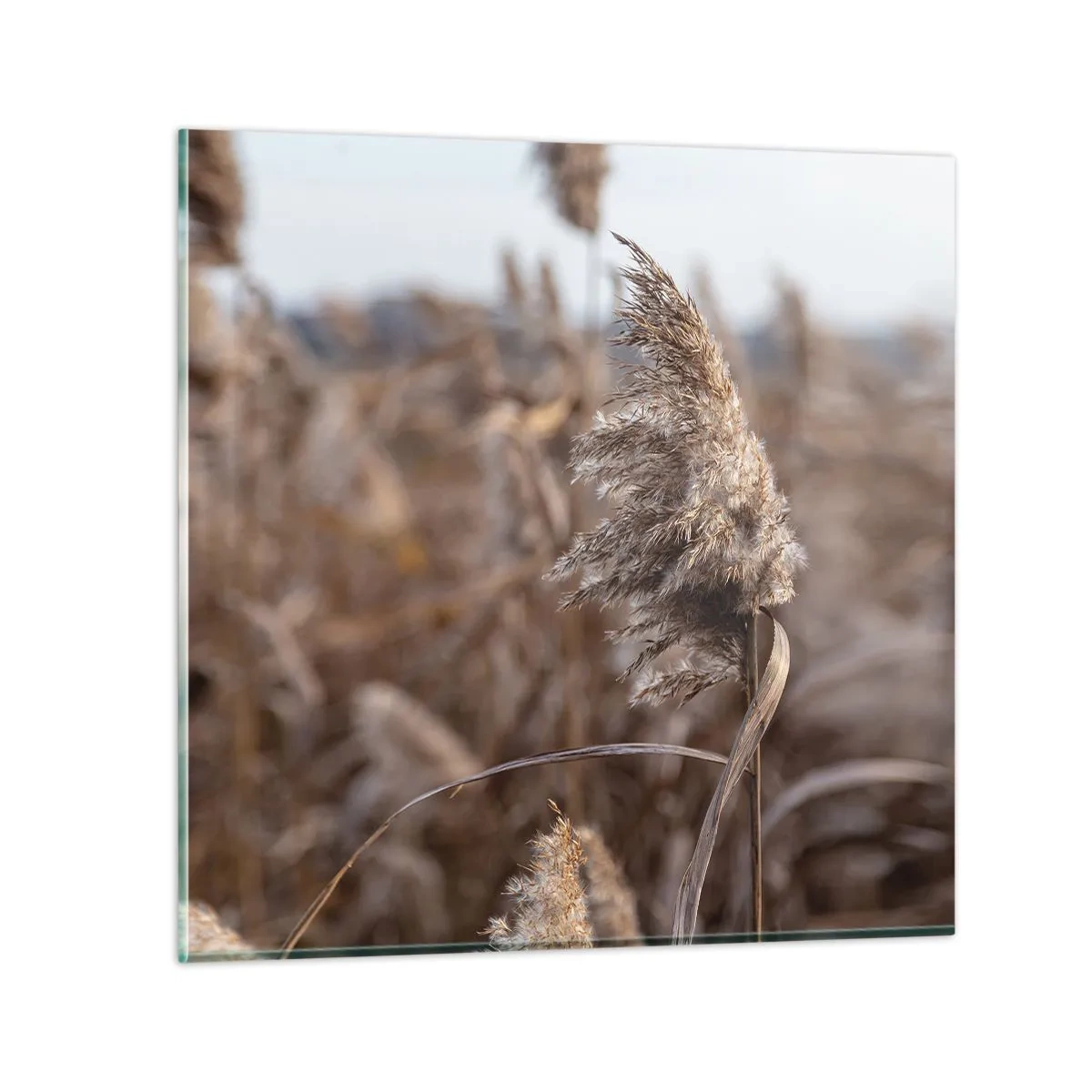 Tablou pe sticlă - E timpul să zbori cu vântul - 60x60 cm