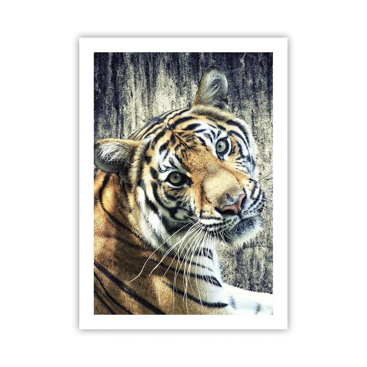 Poster - Portret în fluxuri de lumină - 50x70 cm