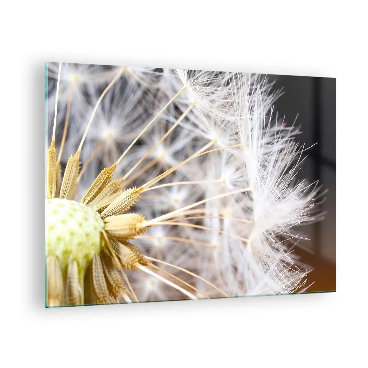 Tablou pe sticlă - Prim-plan al unei păpădii cu semințe delicate - 70x50cm - Chiar înainte de zbor... - Decorațiune modernă pentru perete pentru living și dormitor ARTTOR