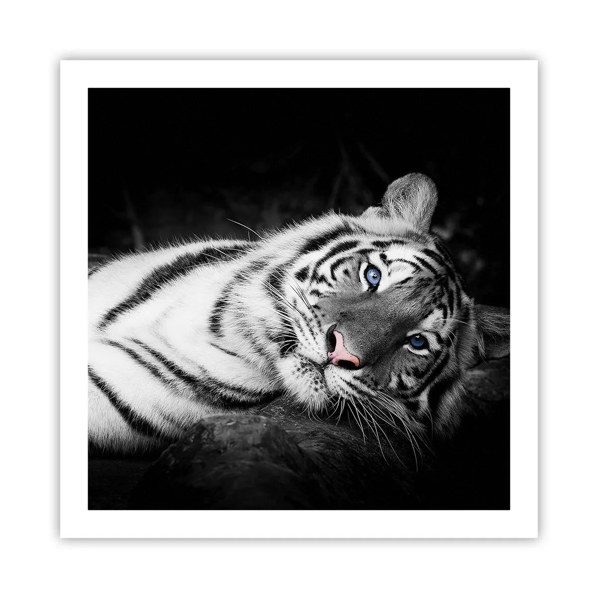 Poster - Sălbăticie și pace - 60x60 cm