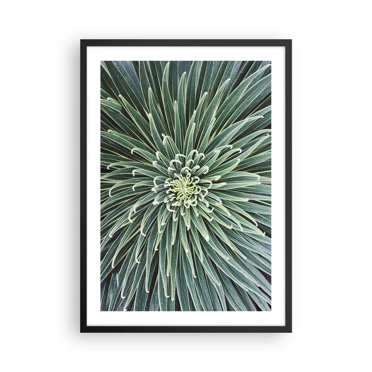 Poster în ramă neagră - Prim-plan al unei plante verzi cu frunze simetrice. - 50x70cm - Nașterea unei stele - Decorațiune modernă pentru perete pentru living și dormitor ARTTOR