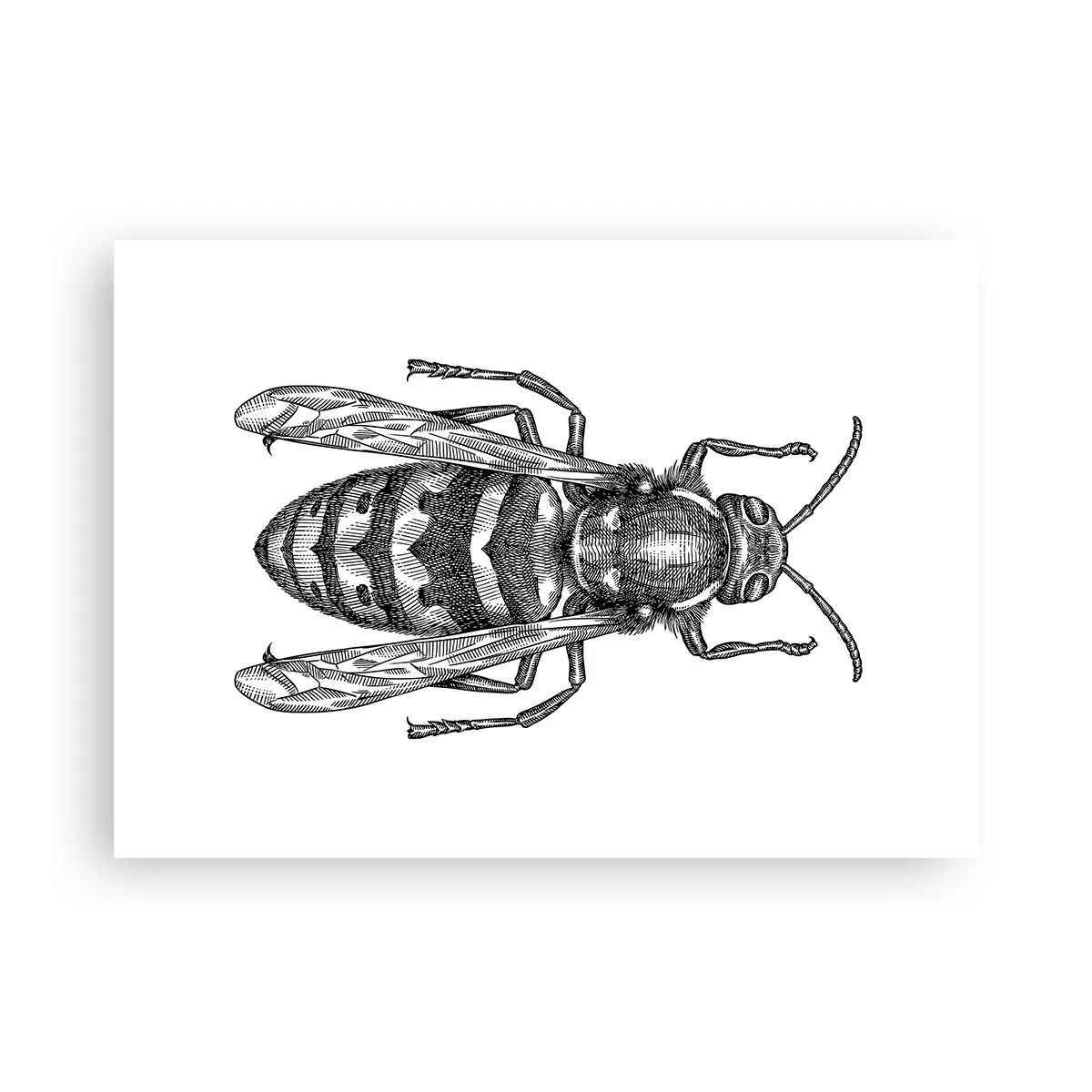 Poster - De pe o planetă de insecte - 70x50 cm