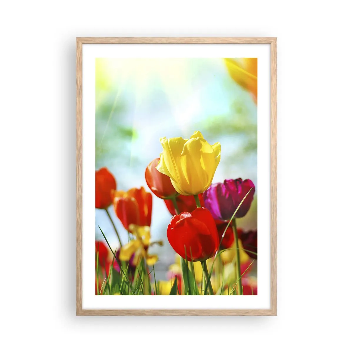Poster în ramă de stejar deschis - Toate culorile soarelui - 50x70 cm