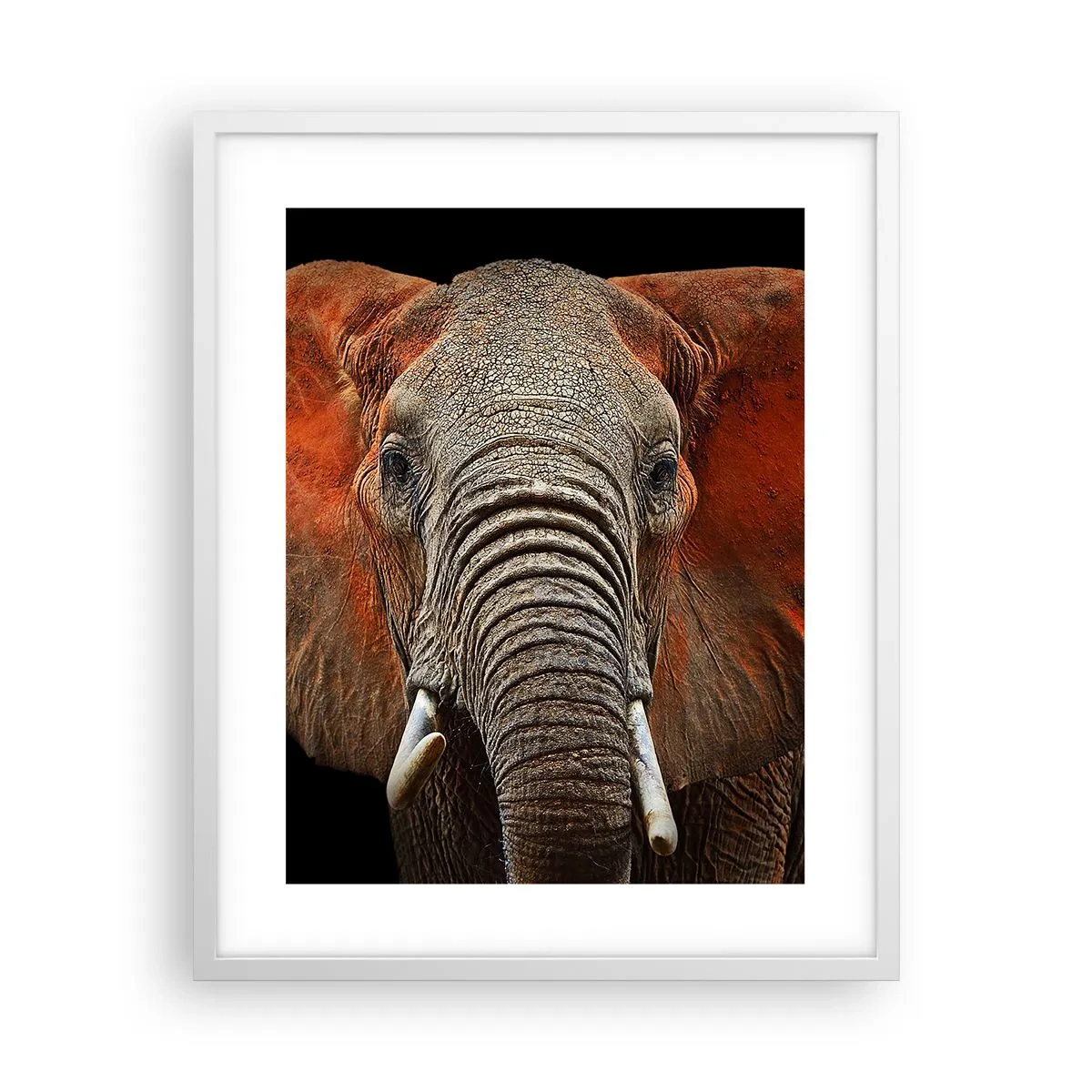 Poster în ramă albă - Sunt sălbatic, și tu? - 40x50 cm