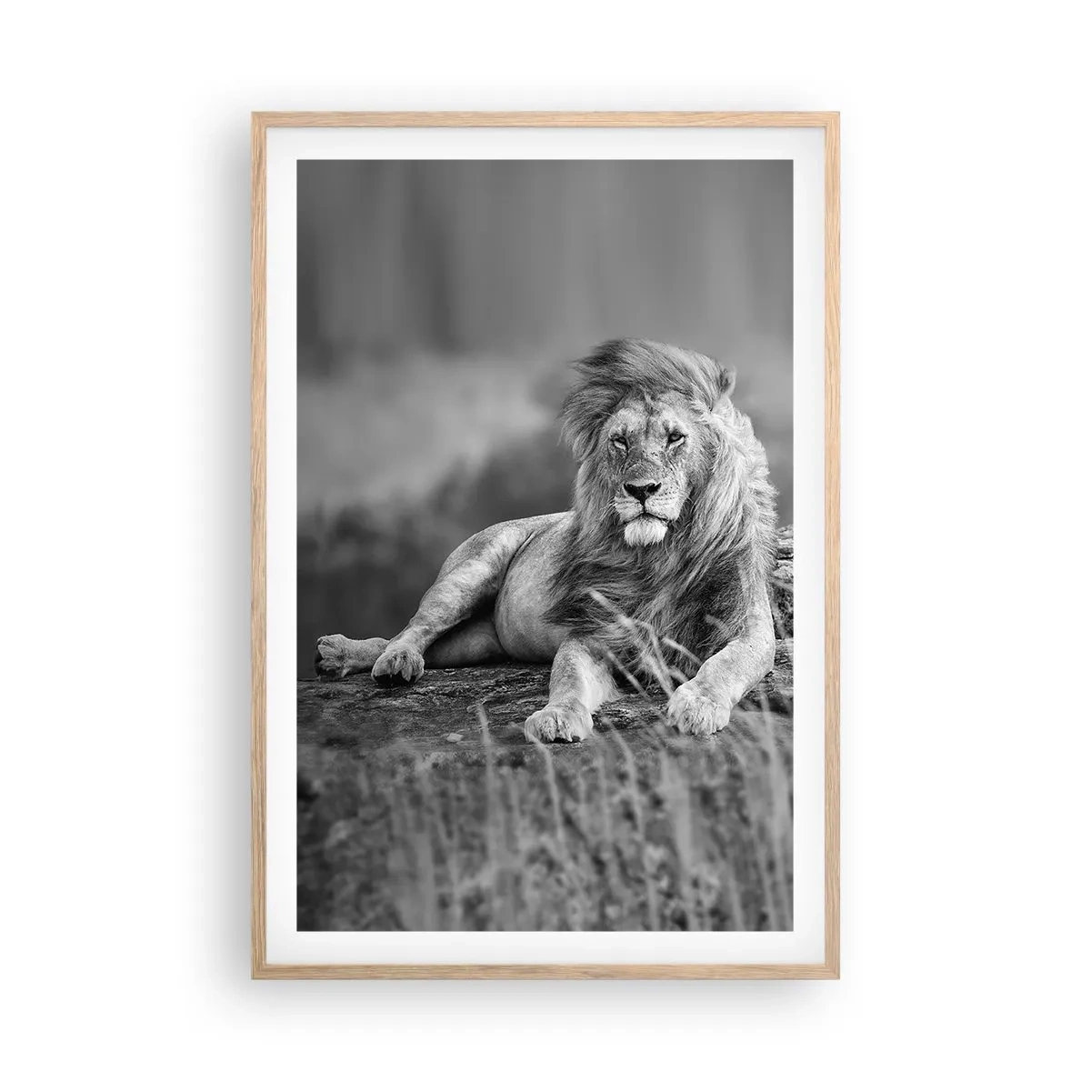 Poster în ramă de stejar deschis - Siesta regală - 61x91 cm
