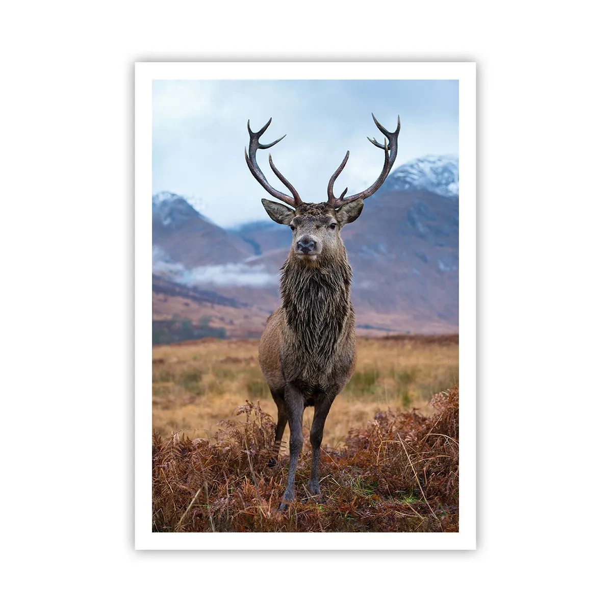 Poster - Pe propriul lui teritoriu - 70x100 cm