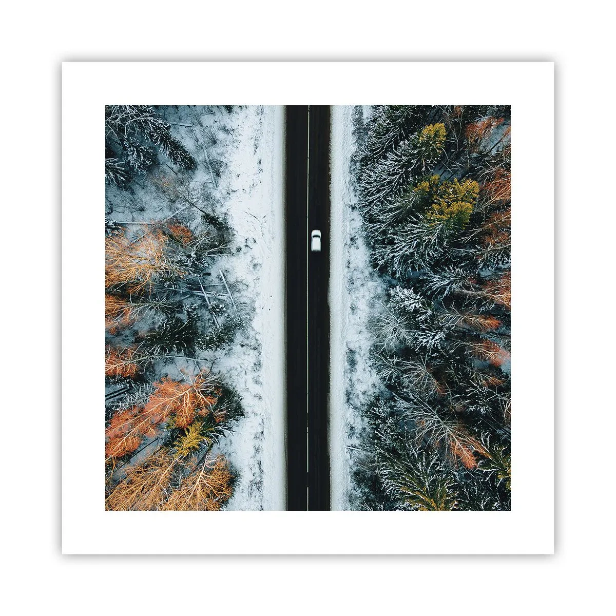 Poster - Prin pădurea de iarnă - 40x40 cm