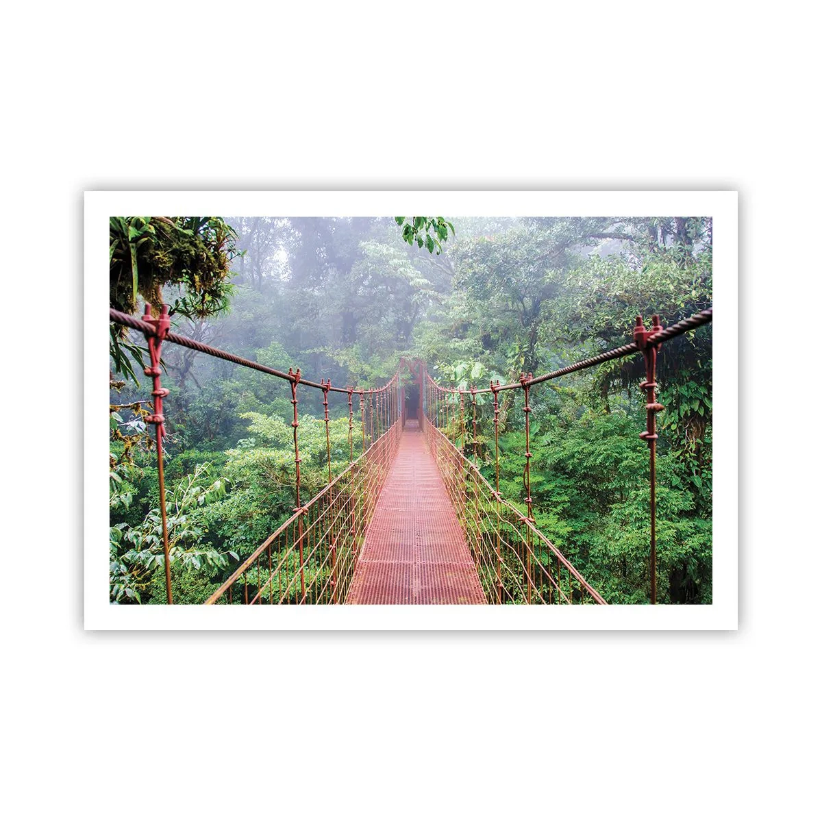 Poster - Suspendat deasupra coroanelor arborilor - 91x61 cm