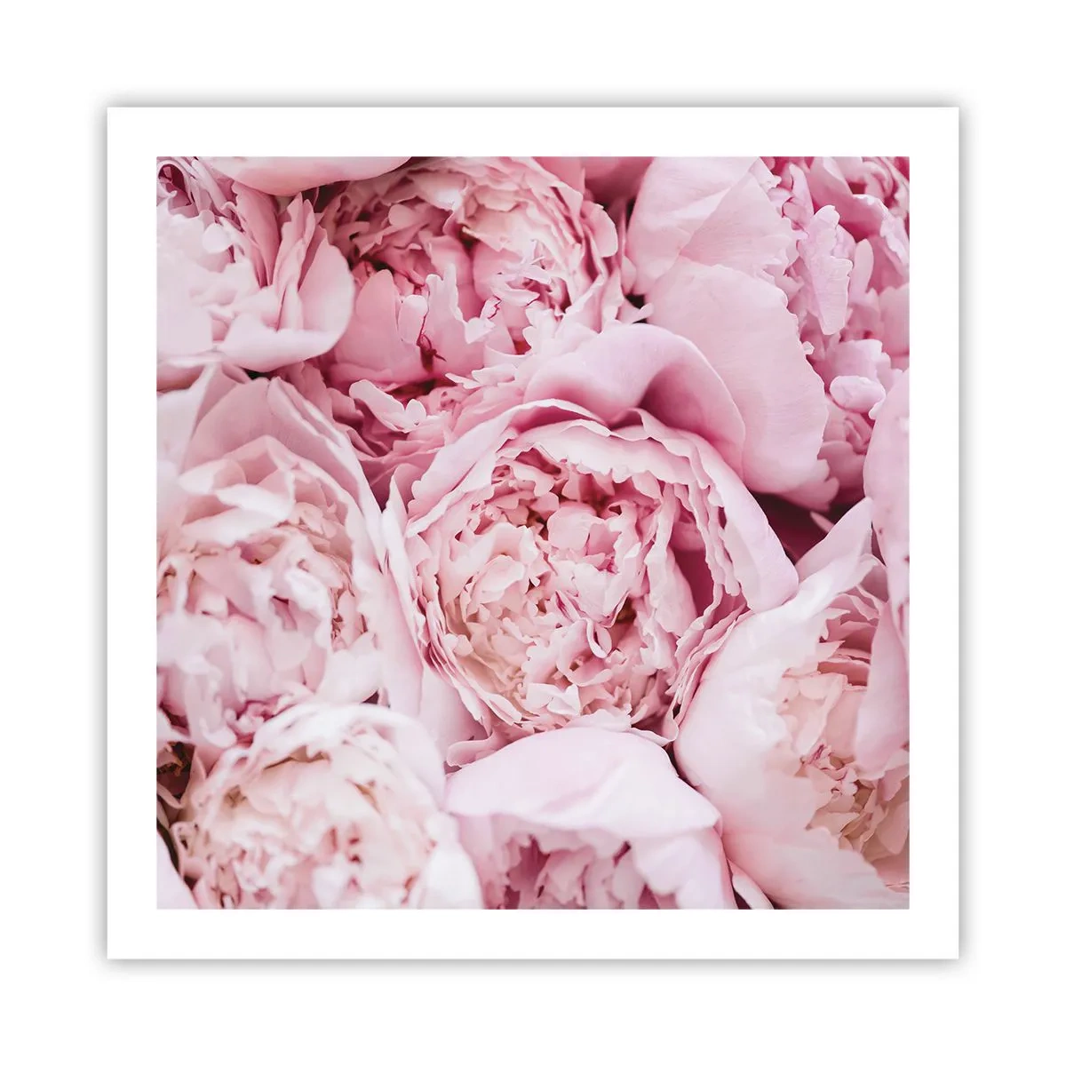 Poster - Îmbrățișate și parfumate - 60x60 cm