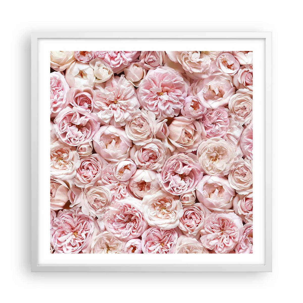 Poster în ramă albă - Presărat cu trandafiri - 60x60 cm