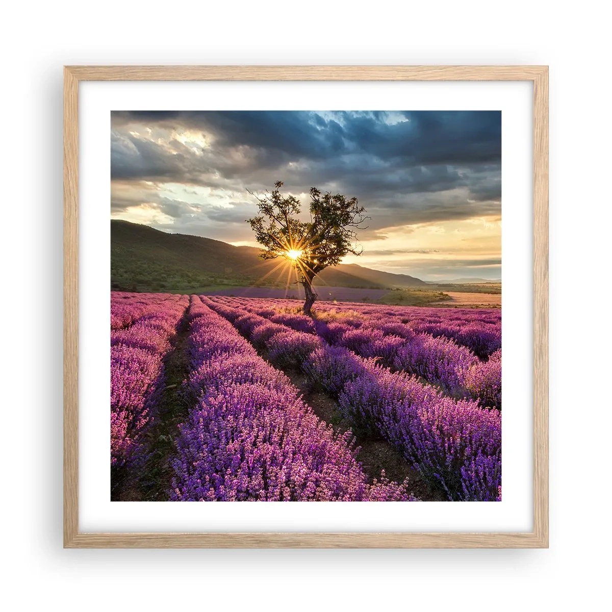 Poster în ramă de stejar deschis - Aroma în liliac - 50x50 cm