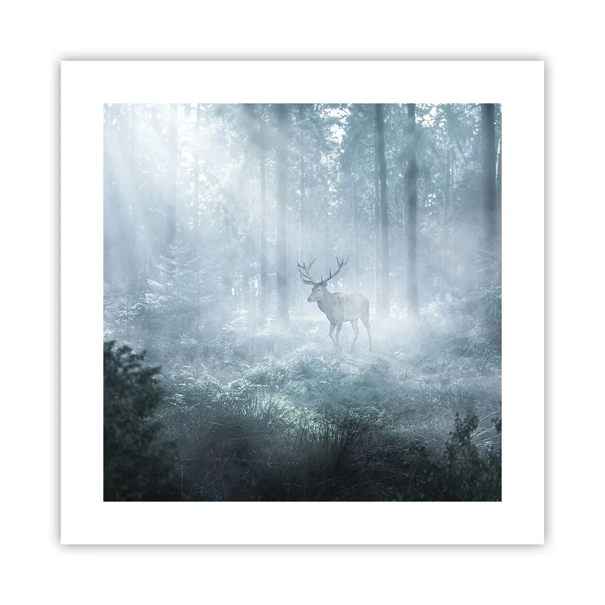 Poster - Plimbarea de dimineață prin regat - 40x40 cm